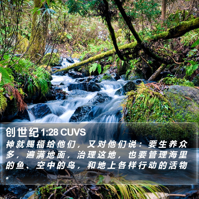 创 世 纪 1:28 CUVS Bible Study