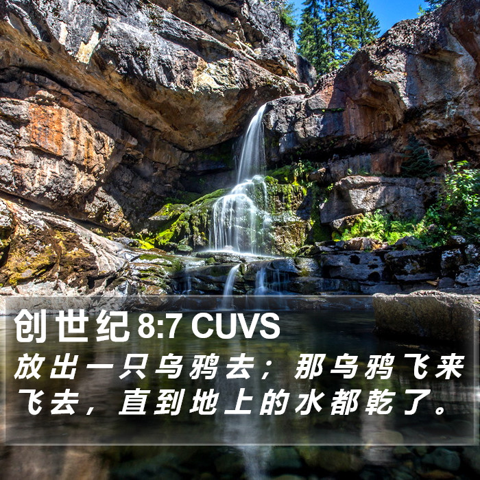 创 世 纪 8:7 CUVS Bible Study