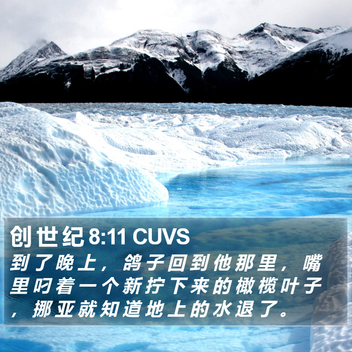 创 世 纪 8:11 CUVS Bible Study