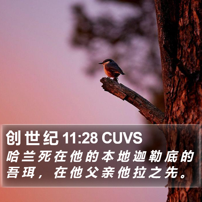 创 世 纪 11:28 CUVS Bible Study