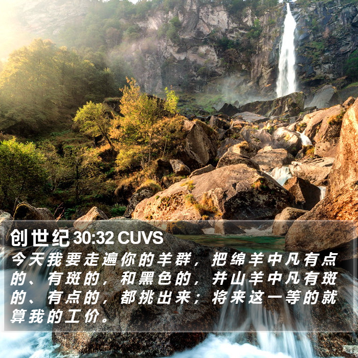 创 世 纪 30:32 CUVS Bible Study