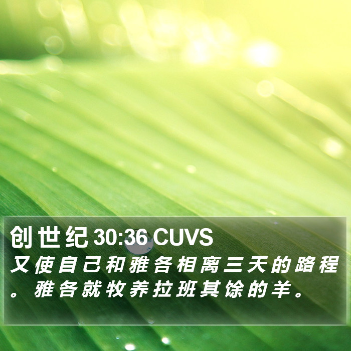 创 世 纪 30:36 CUVS Bible Study