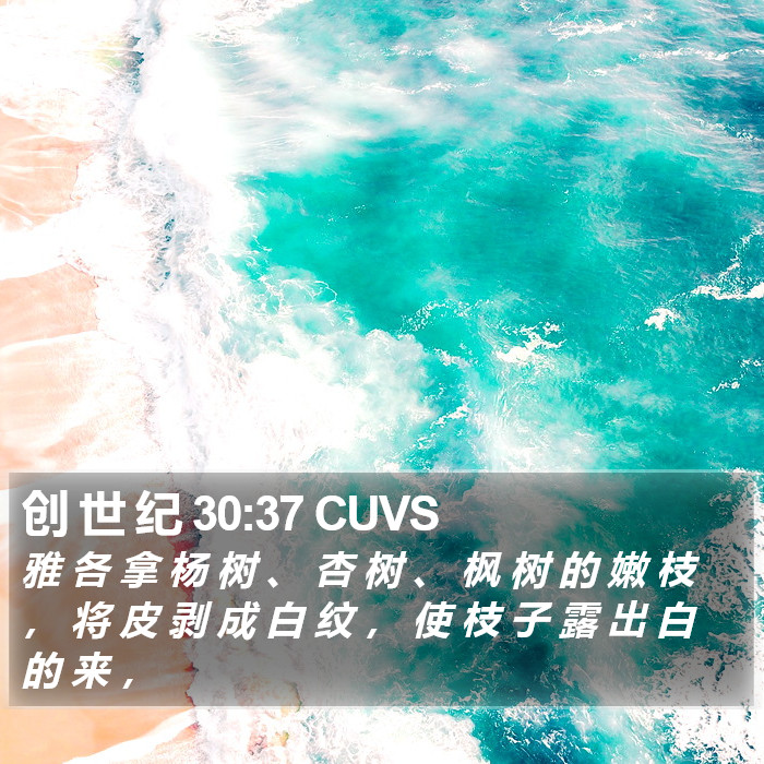 创 世 纪 30:37 CUVS Bible Study