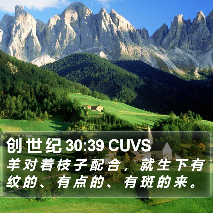 创 世 纪 30:39 CUVS Bible Study