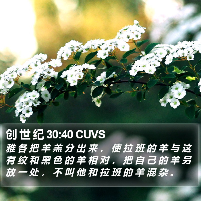 创 世 纪 30:40 CUVS Bible Study