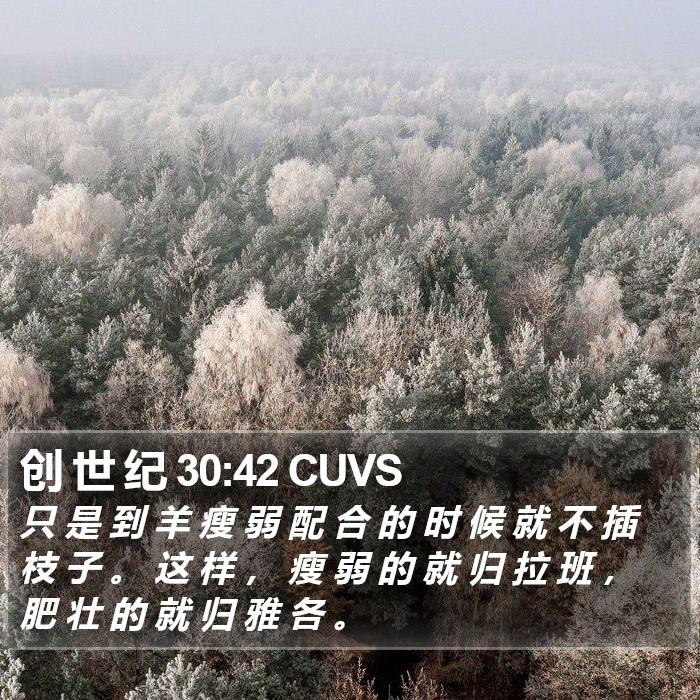 创 世 纪 30:42 CUVS Bible Study