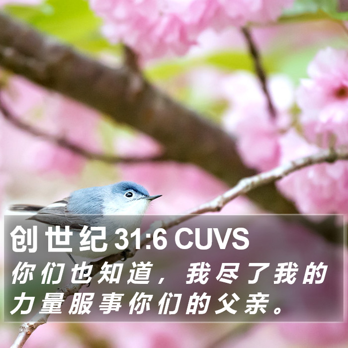 创 世 纪 31:6 CUVS Bible Study