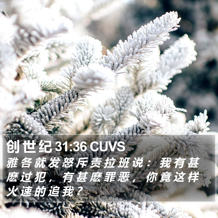 创 世 纪 31:36 CUVS Bible Study