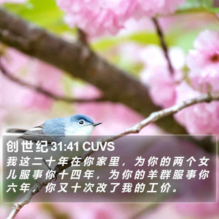 创 世 纪 31:41 CUVS Bible Study