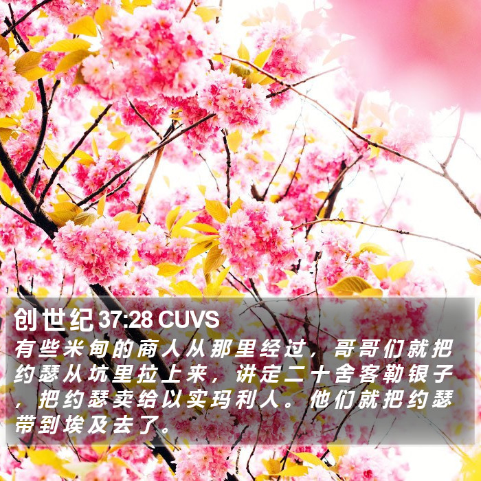 创 世 纪 37:28 CUVS Bible Study