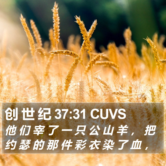 创 世 纪 37:31 CUVS Bible Study