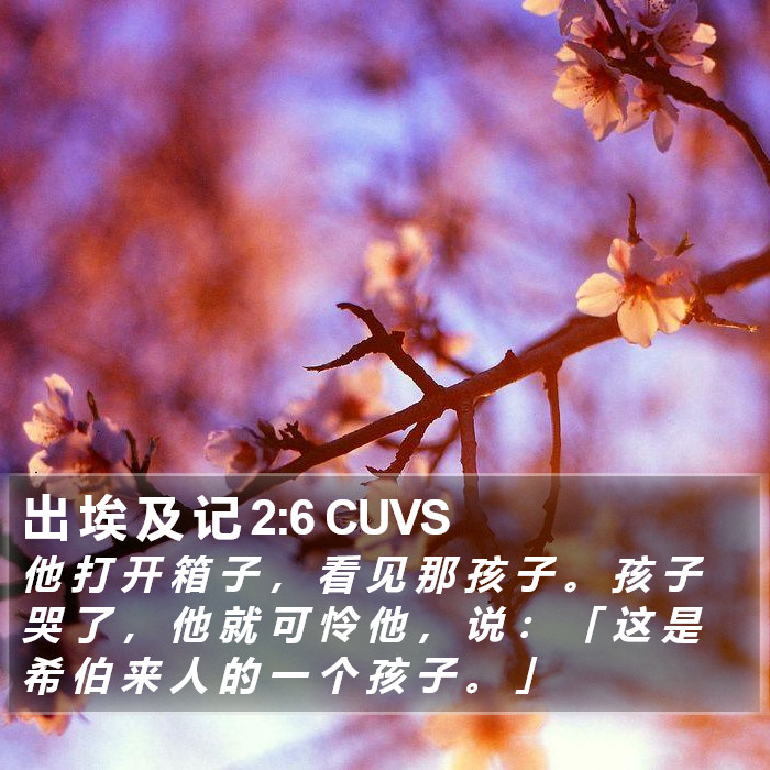 出 埃 及 记 2:6 CUVS Bible Study