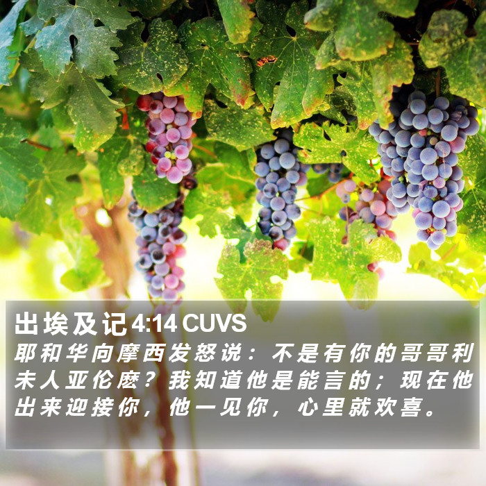 出 埃 及 记 4:14 CUVS Bible Study