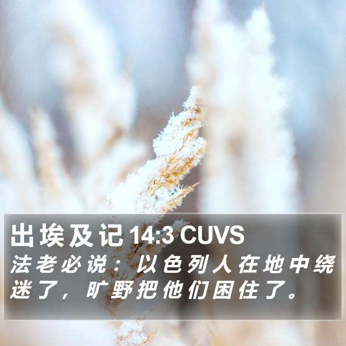 出 埃 及 记 14:3 CUVS Bible Study