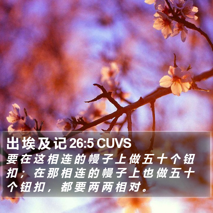 出 埃 及 记 26:5 CUVS Bible Study
