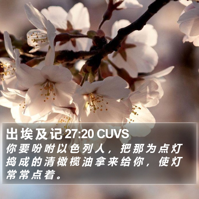 出 埃 及 记 27:20 CUVS Bible Study