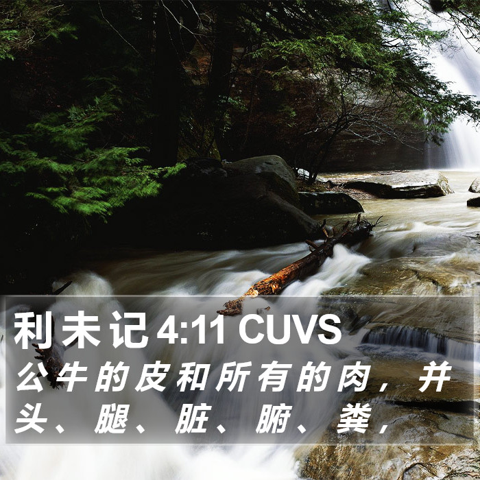 利 未 记 4:11 CUVS Bible Study