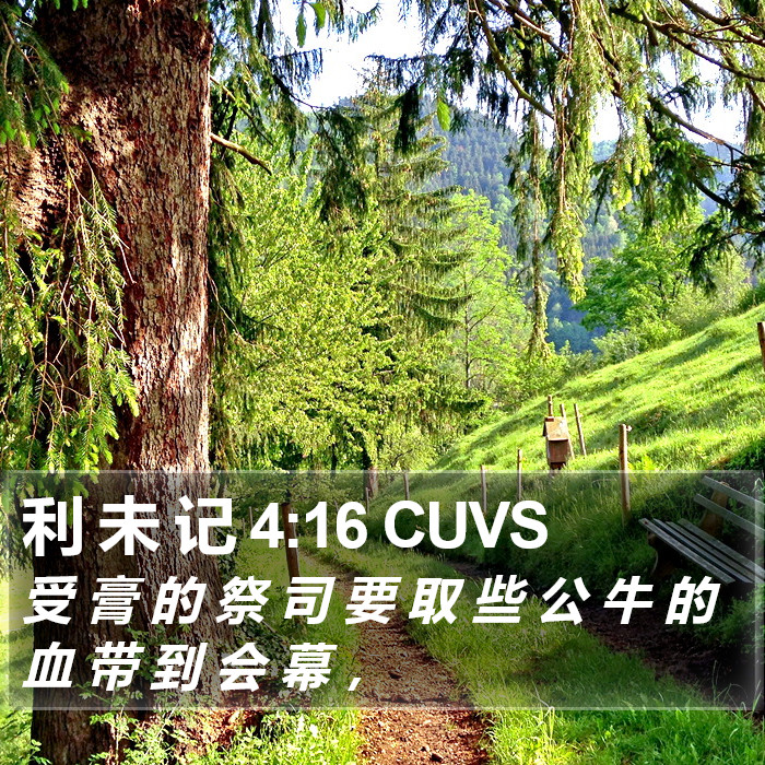 利 未 记 4:16 CUVS Bible Study