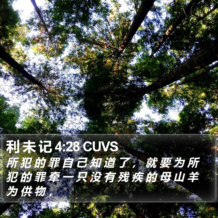 利 未 记 4:28 CUVS Bible Study