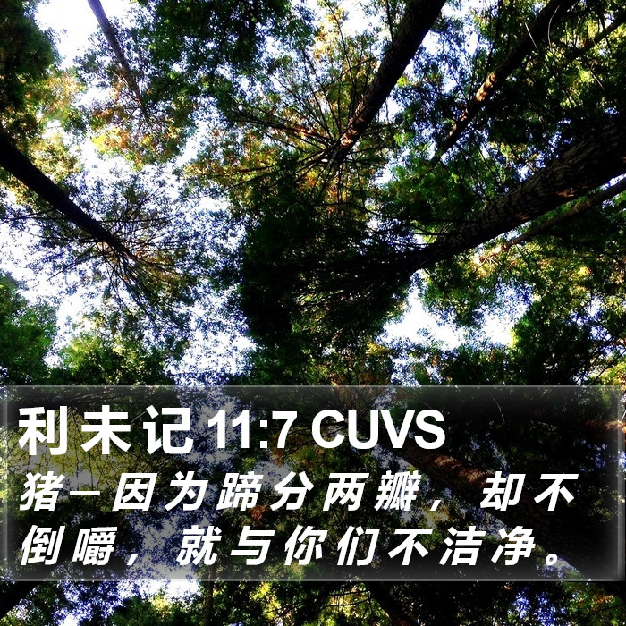 利 未 记 11:7 CUVS Bible Study