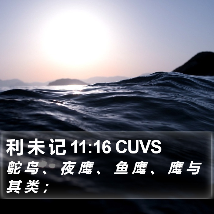 利 未 记 11:16 CUVS Bible Study