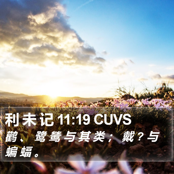 利 未 记 11:19 CUVS Bible Study