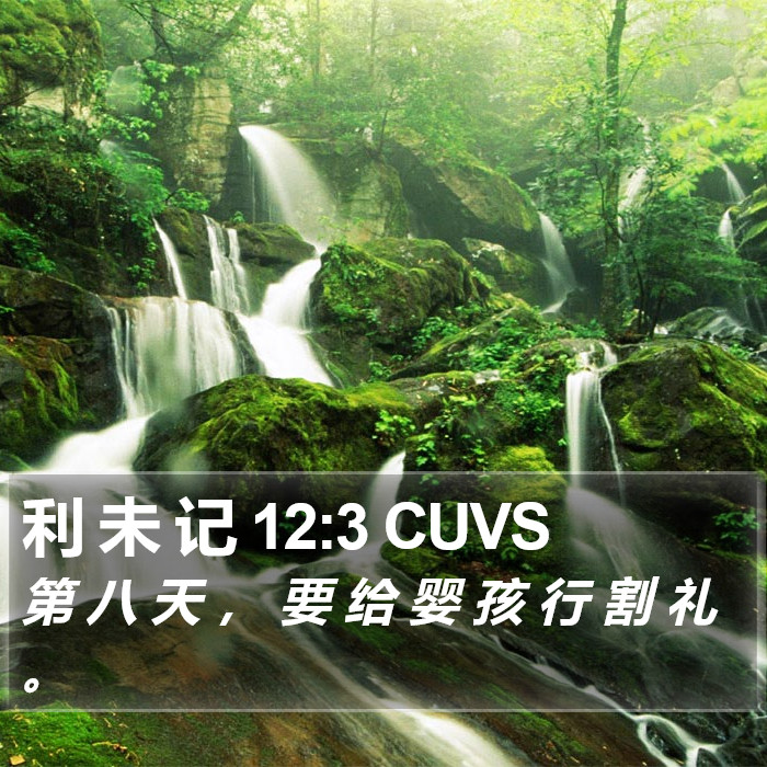 利 未 记 12:3 CUVS Bible Study