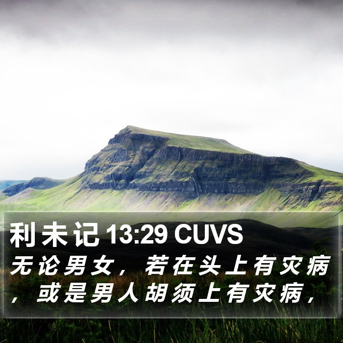 利 未 记 13:29 CUVS Bible Study