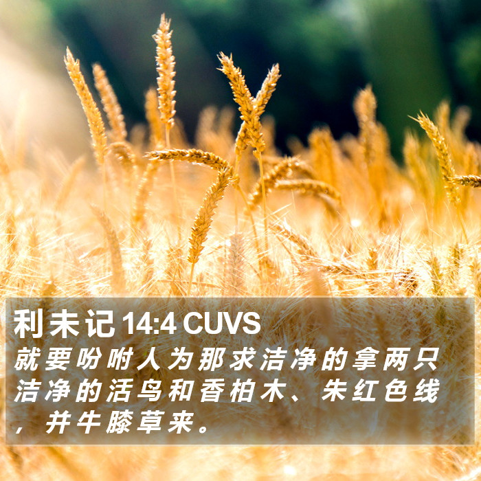 利 未 记 14:4 CUVS Bible Study