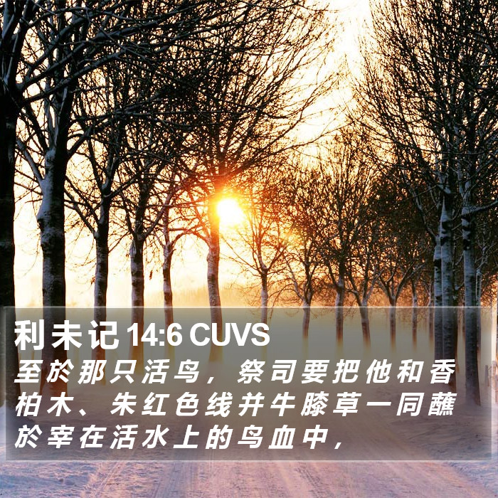 利 未 记 14:6 CUVS Bible Study
