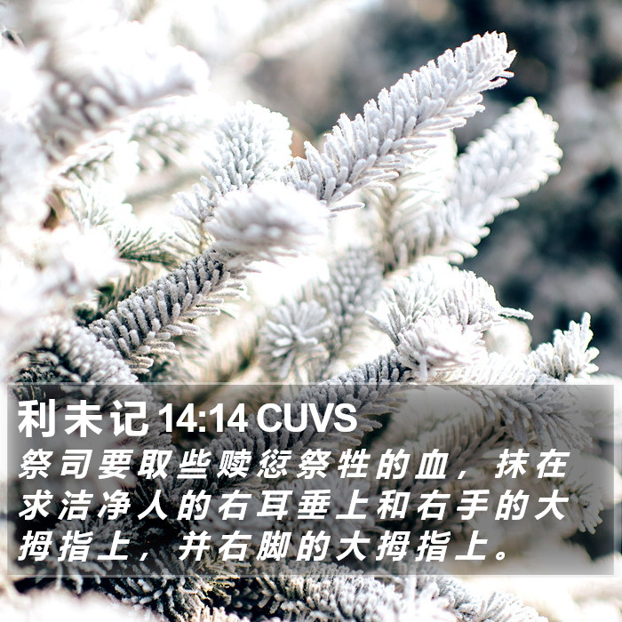 利 未 记 14:14 CUVS Bible Study