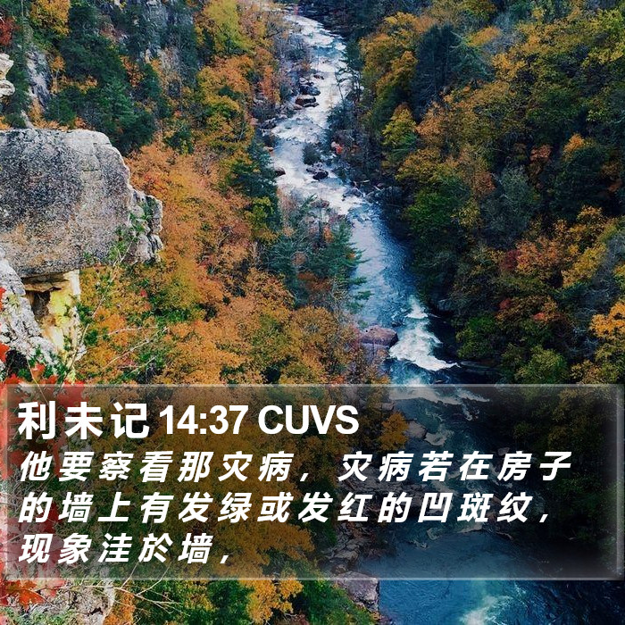 利 未 记 14:37 CUVS Bible Study