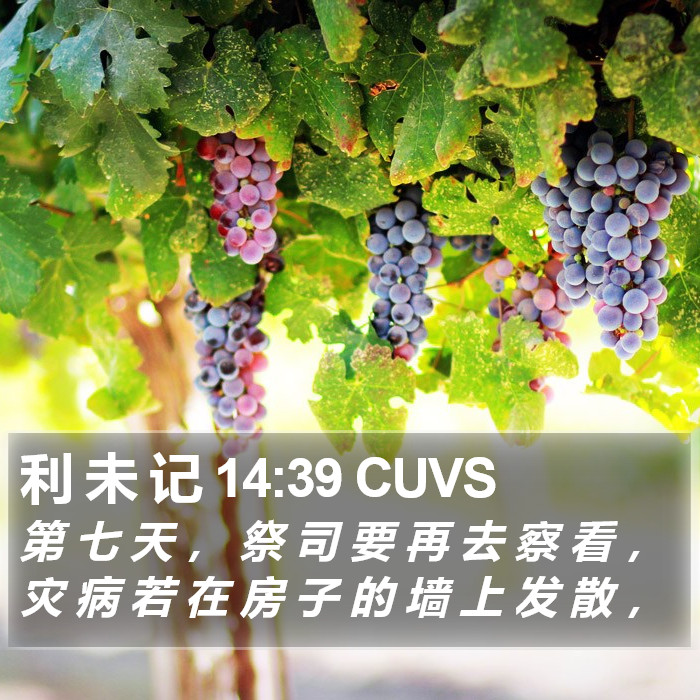 利 未 记 14:39 CUVS Bible Study