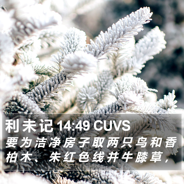 利 未 记 14:49 CUVS Bible Study