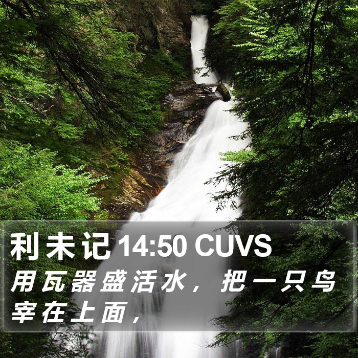 利 未 记 14:50 CUVS Bible Study