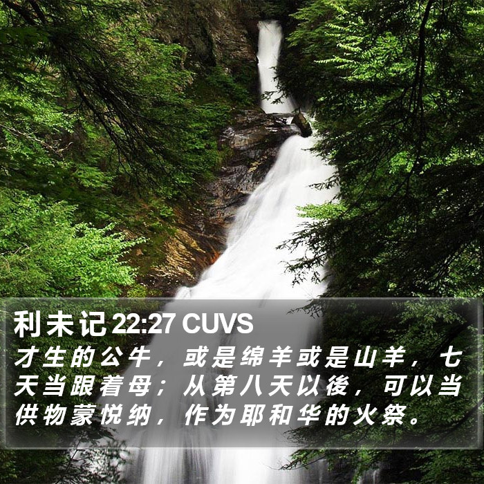 利 未 记 22:27 CUVS Bible Study