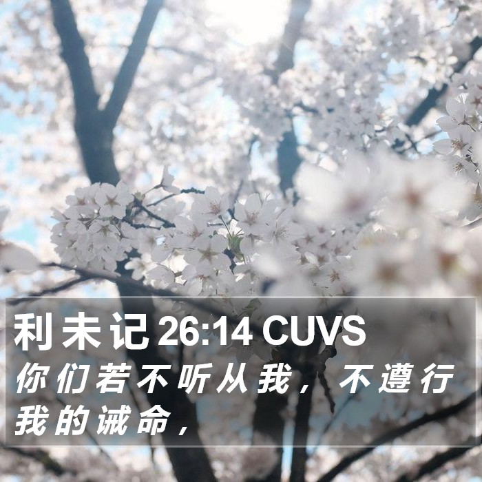 利 未 记 26:14 CUVS Bible Study