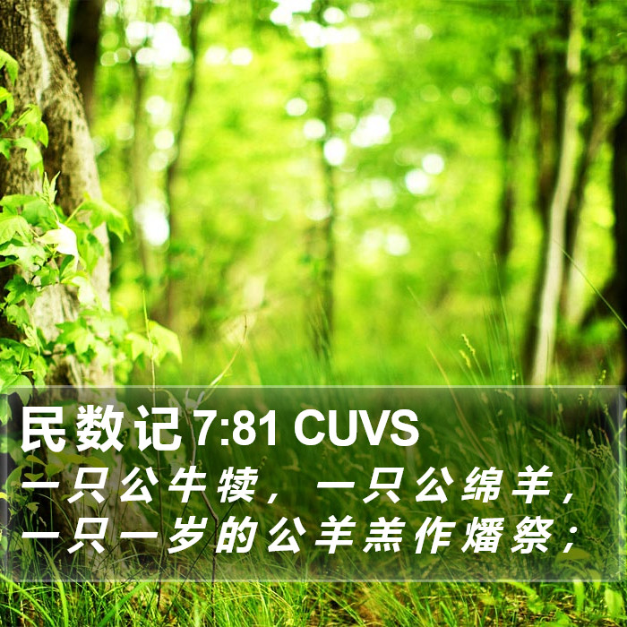 民 数 记 7:81 CUVS Bible Study