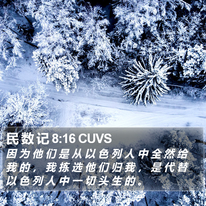 民 数 记 8:16 CUVS Bible Study