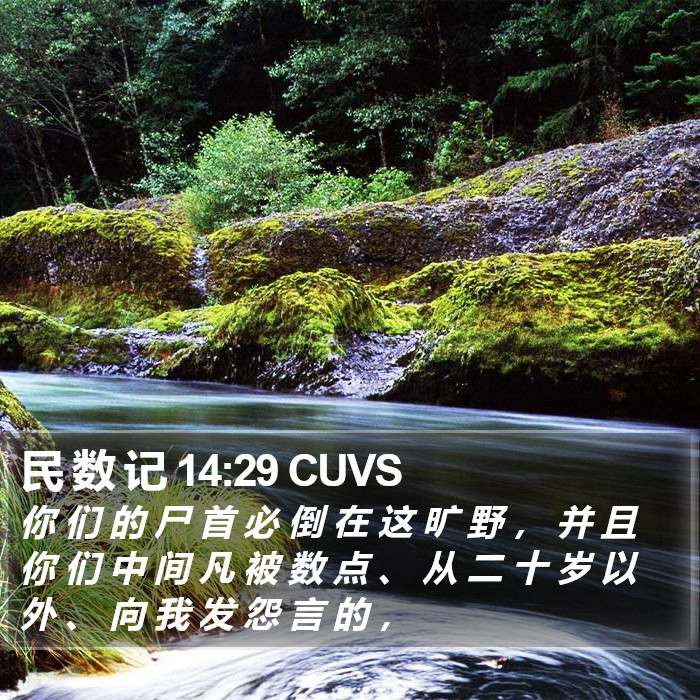 民 数 记 14:29 CUVS Bible Study