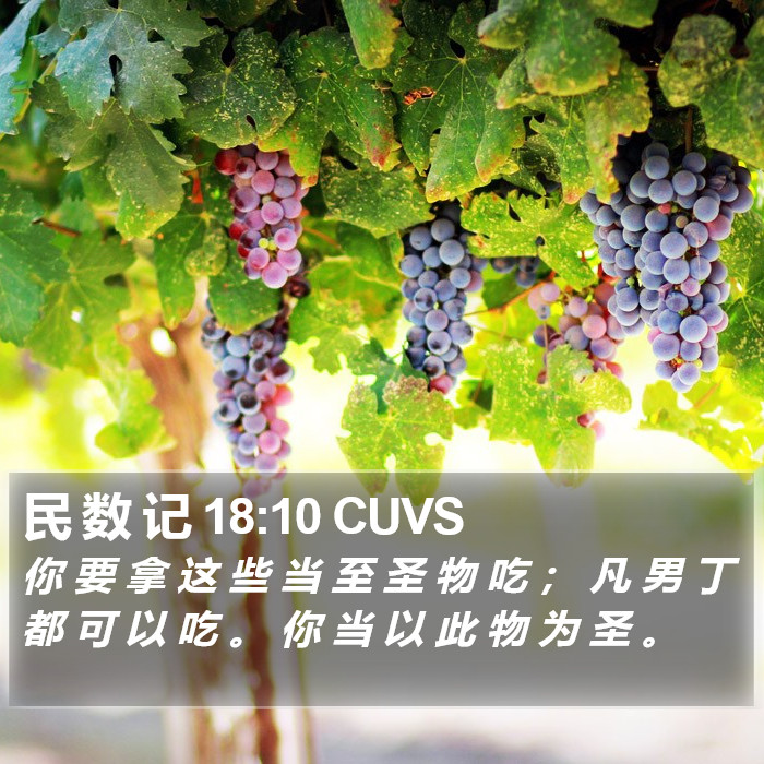 民 数 记 18:10 CUVS Bible Study