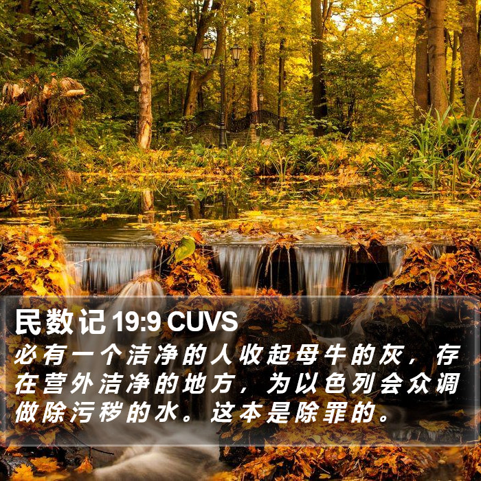 民 数 记 19:9 CUVS Bible Study