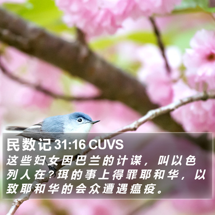 民 数 记 31:16 CUVS Bible Study