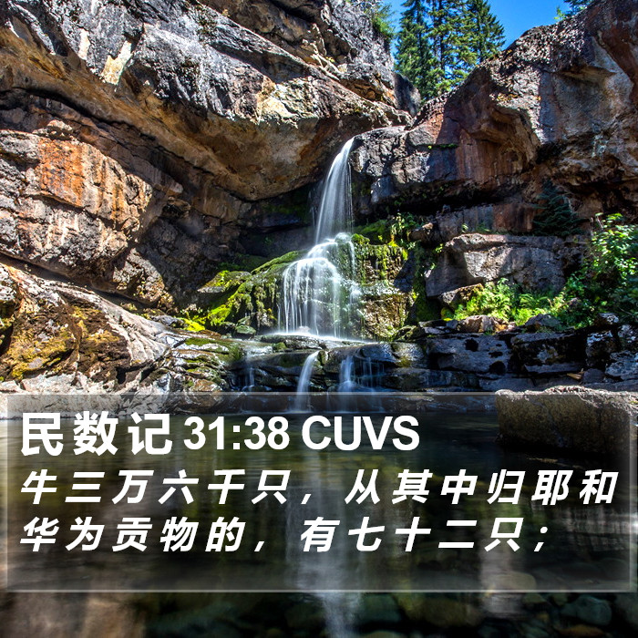 民 数 记 31:38 CUVS Bible Study