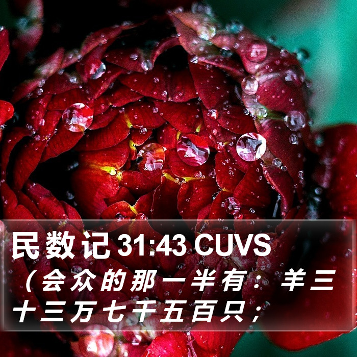 民 数 记 31:43 CUVS Bible Study