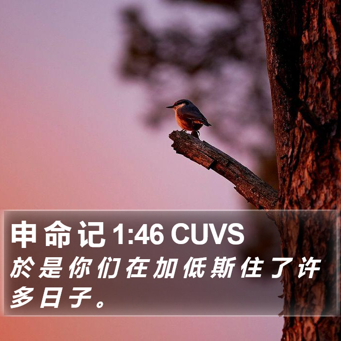 申 命 记 1:46 CUVS Bible Study