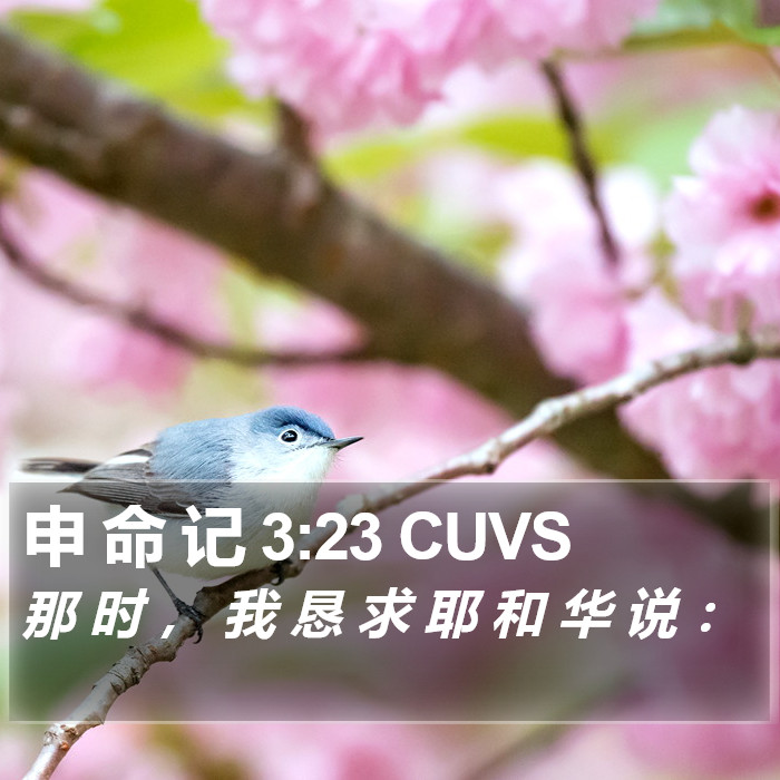 申 命 记 3:23 CUVS Bible Study