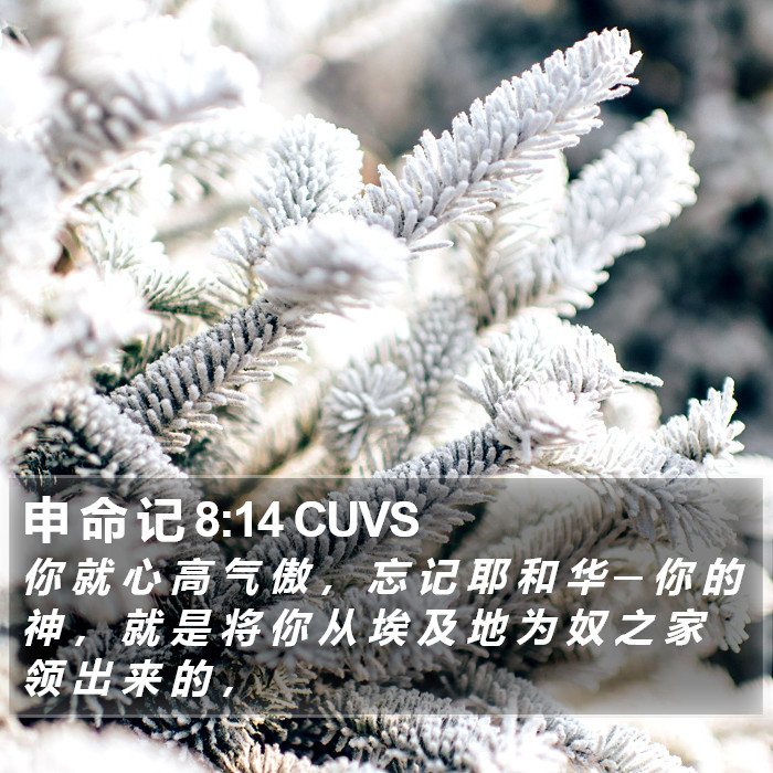 申 命 记 8:14 CUVS Bible Study