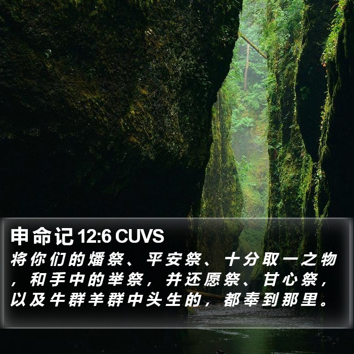 申 命 记 12:6 CUVS Bible Study