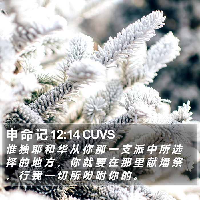 申 命 记 12:14 CUVS Bible Study